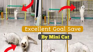 Viral, Viral Cat, Viral Rumble, Rumble Video, Funny Video,Amazing Suicidal goal by Mini cat 🥰🤣 AnimalLoverSelim