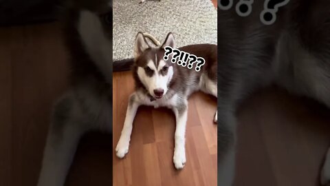 DRAMATIC Husky puppy is VERY MAD at me!! Has MELTDOWN! #husky #huskypuppy #puppy #siberianhusky