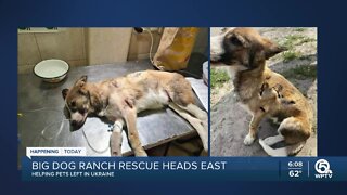 Big Dog Ranch Rescue to save hundreds of dogs in Ukraine