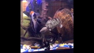 Turtle swims in the fish tank