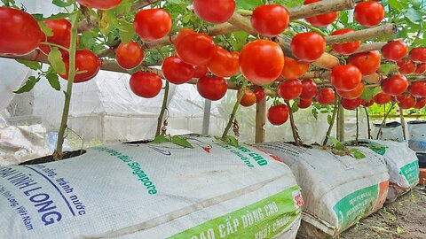 Grow tomatoes for your family with this method, you won't need to buy tomatoes anymore