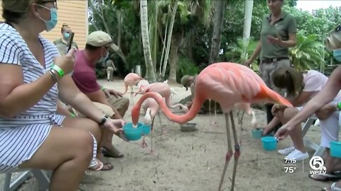 Feeding the Flamingos at the Palm Beach Zoo