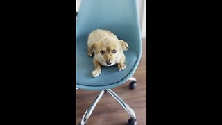He stole my chair!