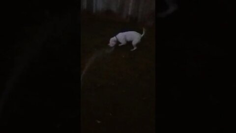 Funny Rosco pit bull terrier trying eat my watering hose