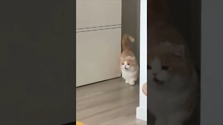 FUNNY CUTE PUPPY - Tiktok Compiled #Shorts