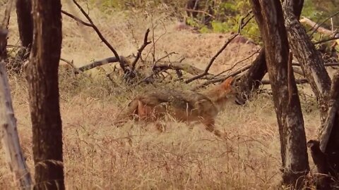 Indian wolf (Canis lupus pallipes) is a subspecies of grey wolf that ranges from Southwest Asia to