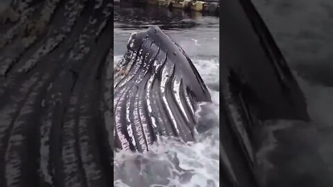 Unexpected whale appears at a dock #shorts #whale #surprise