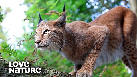 Eurasian Lynx Mother Teaches Her Kittens to Hunt | Love Nature