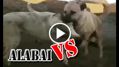 ALABAI SHEPHERD DOG VS SHEPHERD DOGS