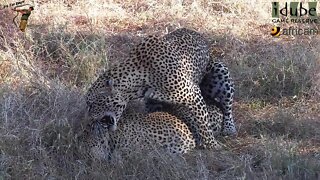 WILDlife: Leopard Lovebite