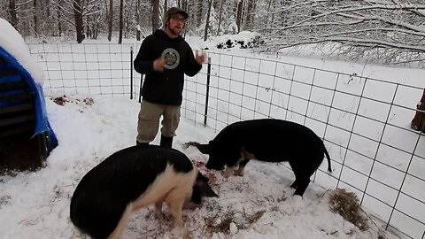 3 Reasons Why We raise Pigs iN The Winter ~ and some of our tips and tricks too