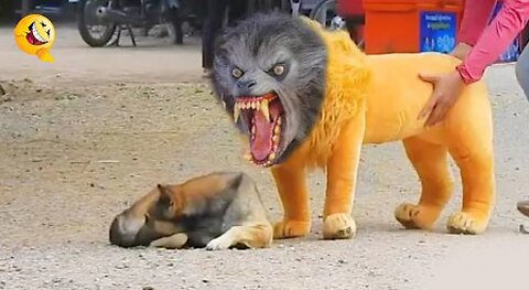 Troll Prank Dog Funny fake Lion and Fake Tiger Prank To dog & Huge Box Prank to dog