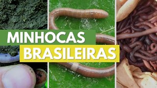 As principais minhocas encontradas no BRASIL | Minhocas Belo Horizonte