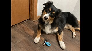 How to start clicker training your dog 🐶