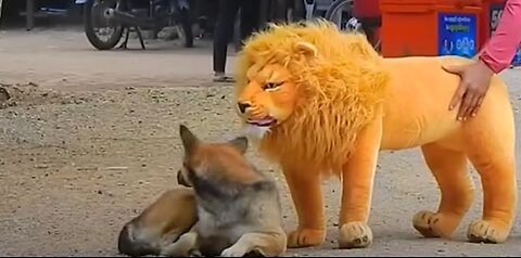 Troll Prank Dog Funny & fake Lion and Fake Tiger Prank To dog & Huge Box Prank to dog