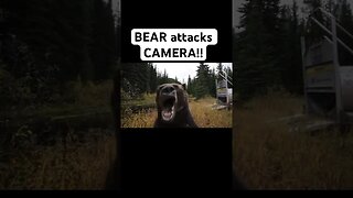 BEAR attacks CAMERA!!