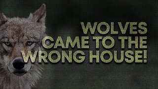 The Wolves Came To The Wrong House!