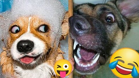 Funny Animal Videos Part 34|| Funniest Dog Videos 2023