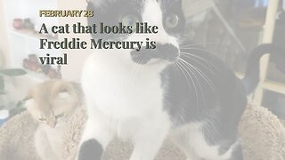 A cat that looks like Freddie Mercury is viral