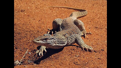 5 Fun Facts About The Sand Goanna