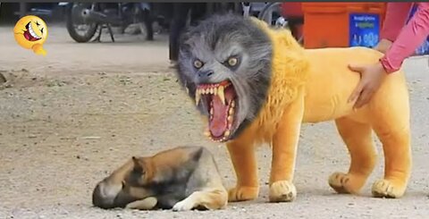 Troll prank dog funny & fake lion and fake Tiger prank to dog & huge box prank to dog