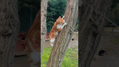 tiktok kucing comel dan lucu, Kucing bermain di batang pohon