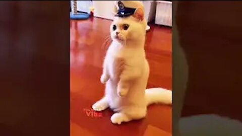 Cat comedy video | funny cat 🤣😂😂