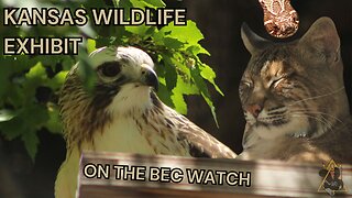 BEC Watch Entries: #23 Kansas Wildlife Exhibit