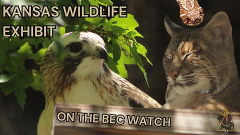 BEC Watch Entries: #23 Kansas Wildlife Exhibit