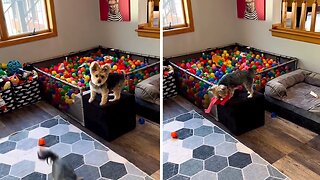 Joyful pups have an amazing time playing in a ball pit