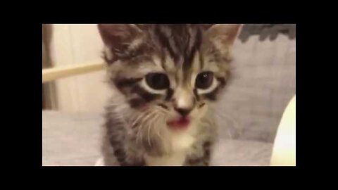 One minute of kitten cuteness!