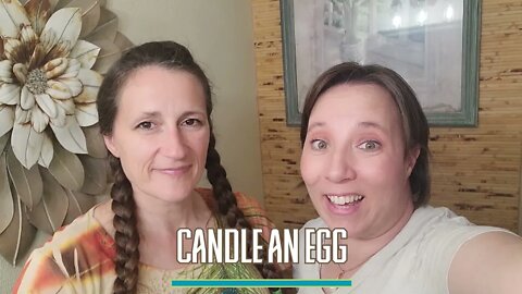 Egg Ultrasound: How to Candle an Egg