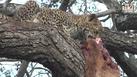 Incredible Reflexes Of Mother Leopard Save A Meal (Presented By Xavier Dragner)