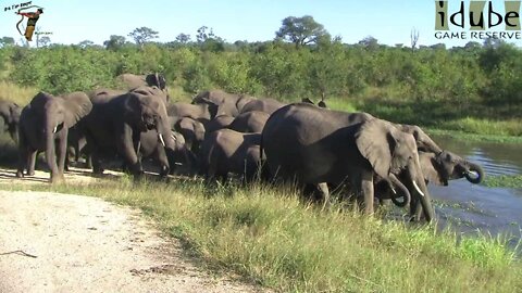 Elephant Herd Drinking