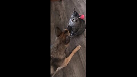 Cat And Dog Fight Moments!!! Very Cute 😂😂