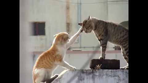 Two cats fighting on road