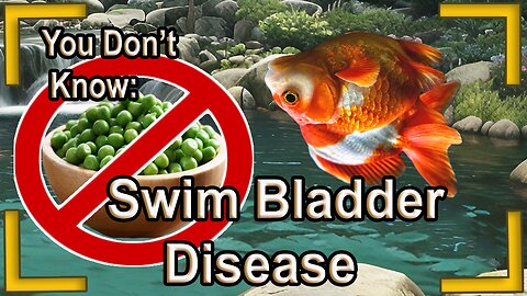 You dont know swim bladder disease