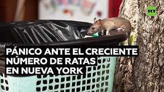 Pánico en Nueva York ante el creciente número de ratas y medidas poco eficaces para combatirlas