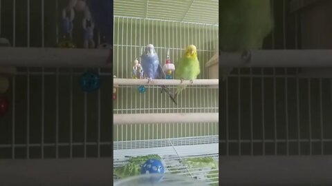 Budgies Are Just Too Cute!🤩 #shorts #animallover #funny #youtubeshorts #budgies #birds