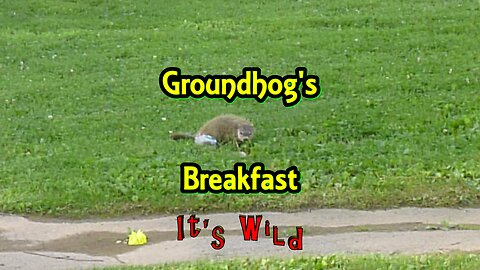 Groundhog's Breakfast