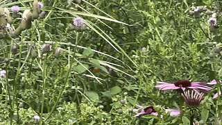 Hummingbird having a drink!