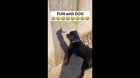 FUN with DOG 😂😂😂😂😂😂😂😂😂😂😂