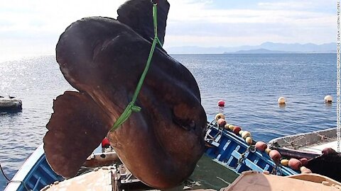 Giant 4,000 pound sunfish was rescued in spain 2021