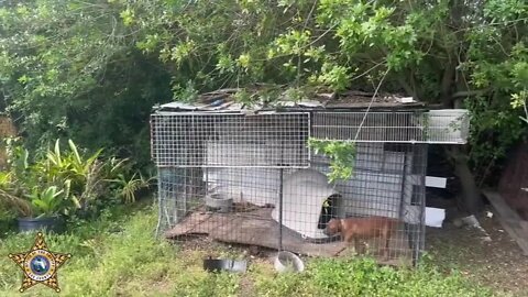 Lehigh Acres animal cruelty arrests