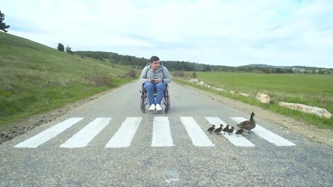 Handicapped man in a wheelchair look at mother duck and ducklings crossing the road on the white lin