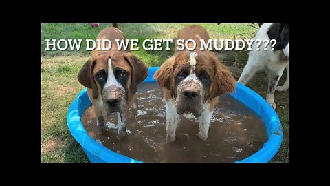 Muddy dogs- St. Bernard and Great Dane having fun