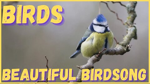 Most beautiful bird songs! Take a quick rest to the sound of birdsong Relax, meditate, fall asleep!