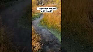 TINY CREEK LOADED WITH TROUT! #shorts #fishing