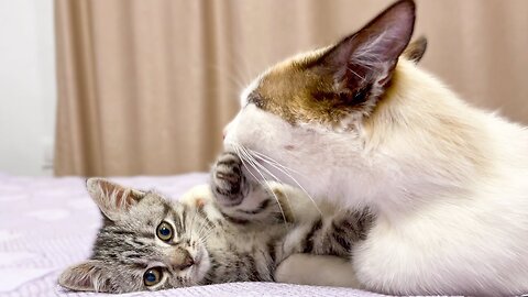 Cute Baby Kitten Meets Funny Cat