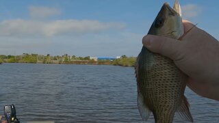 Fishing the Halifax River for Mangrove Snapper